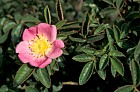 Rosa rubiginosa Sweetbriar