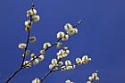 Salix