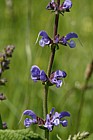 Salvia pratensis Meadow Clary