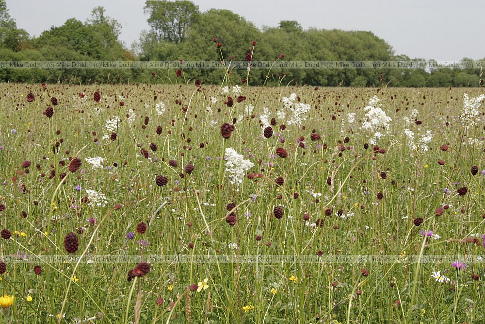 Sanguisorba officinalis Great Burnet and Filipendula ulmaria Meadowsweet MG4 floodplain grassland