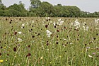 Sanguisorba officinalis Great Burnet and Filipendula ulmaria Meadowsweet MG4 floodplain grassland