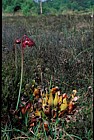 Sarracenia purpurea Pitcher Plant