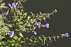 Skullcap Scutellaria galericulata