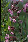 SIlene dioica Red Campion