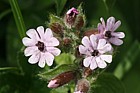 Silene dioica Red campion with smut fungus