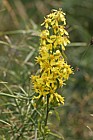 Solidago virgaurea Goldenrod