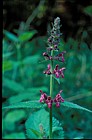 Stachys sylvatica Hedge Woundwort