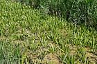 Stratiotes aloides Water Soldier