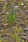 Suaeda maritima Annual Seablite