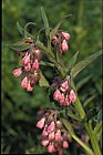 Symphytum officinale Common Comfrey