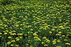 Taraxacum Dandelion