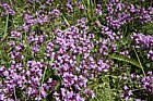 Thymus polytrichus Wild Thyme