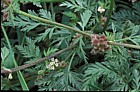 Torilis nodosa Knotted Hedge-parsley