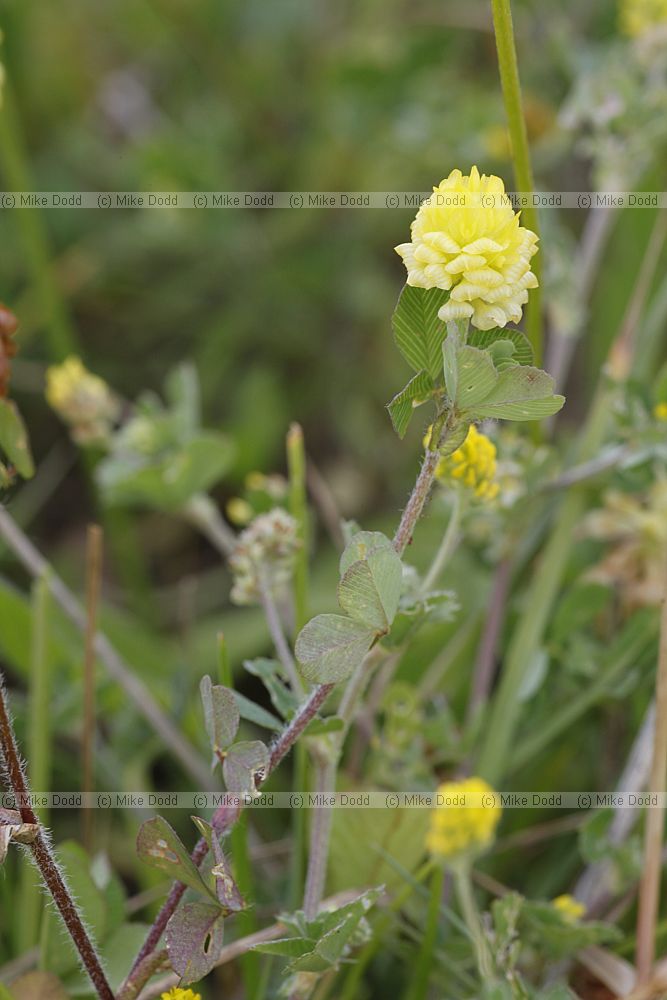 Trifolium campestre Hop Trefoil