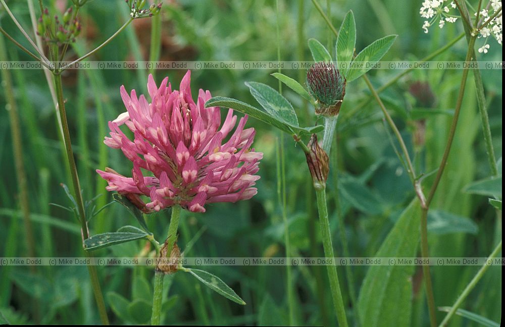 Trifolium pratense Red Clover