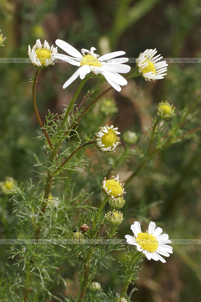 Tripleurospermum inodorum Scentless Mayweed