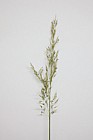 Trisetum flavescens Yellow Oat-grass