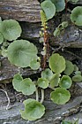 Umbilicus rupestris Navelwort