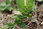 Urtica urens Small Nettle