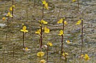 Utricularia vulgaris Greater Bladderwort