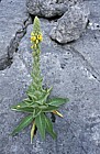 Verbascum thapsus Great Mullein