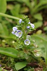 Veronica serpyllifolia Thyme-leaved Speedwell