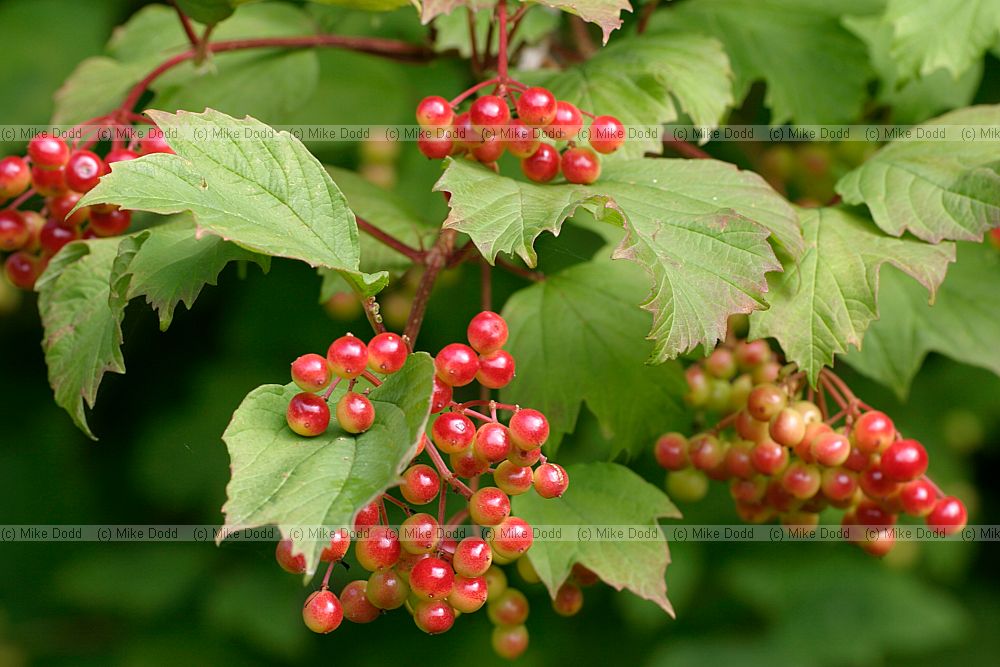 Viburnum opulus Guelder-rose