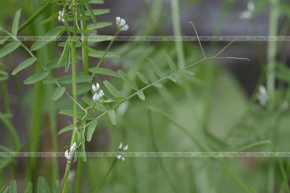 Vicia hirsuta Hairy tare