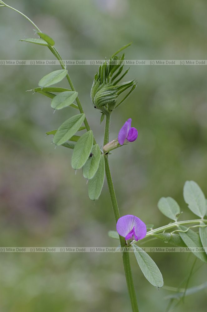 Vicia sativa Common Vetch