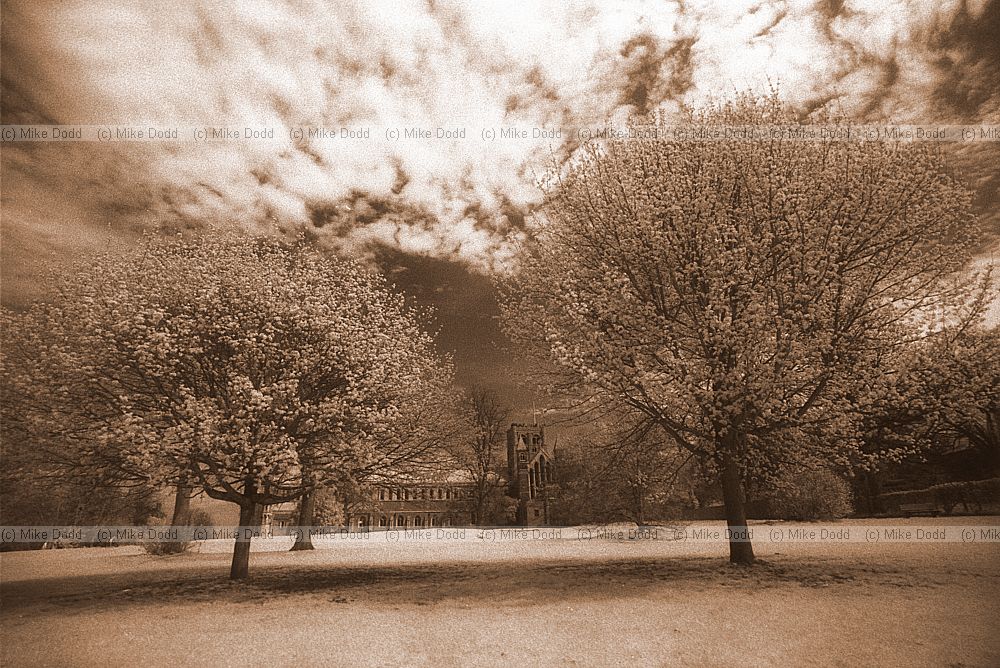 Trees, Cathedral, St Albans