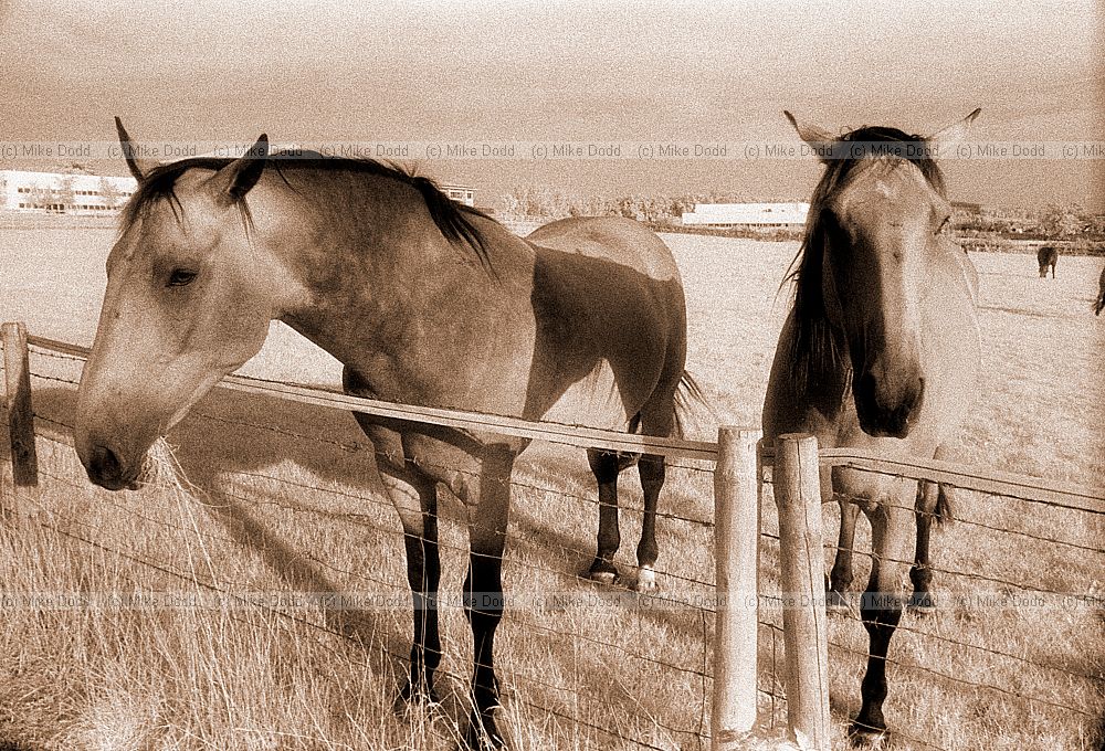 Horses, Walton Hall