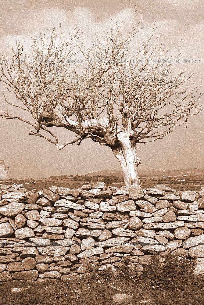 Tree, stone wall, Burren