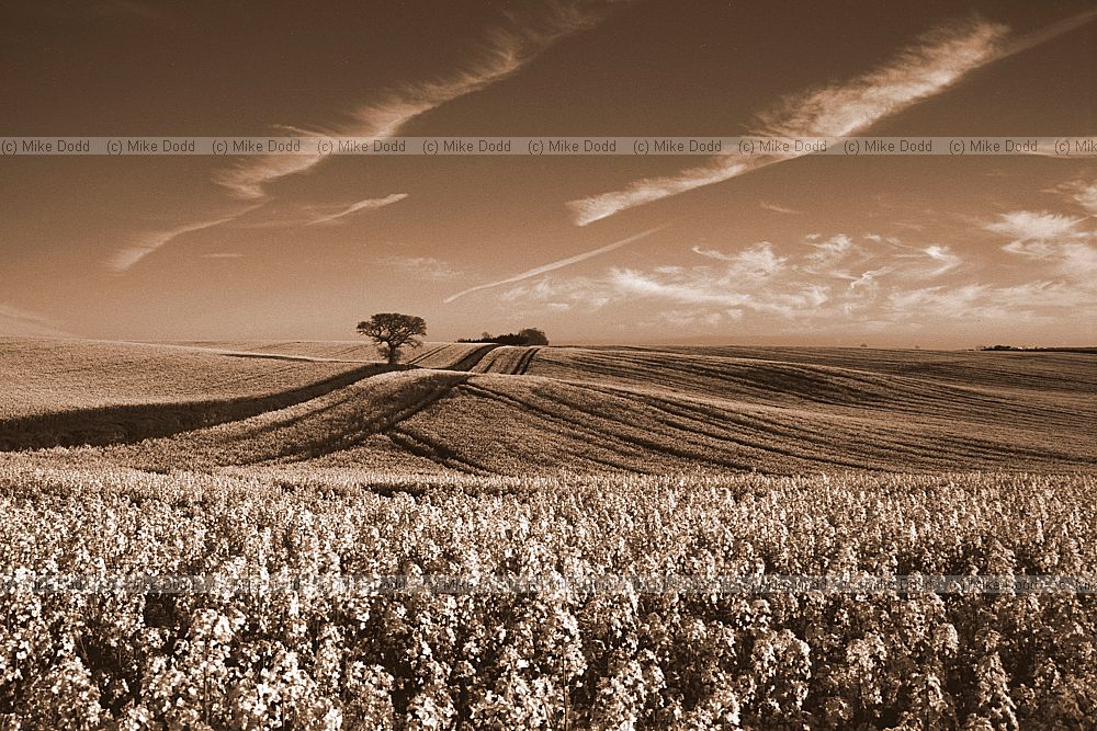 Oilseed rape, Chichley hill