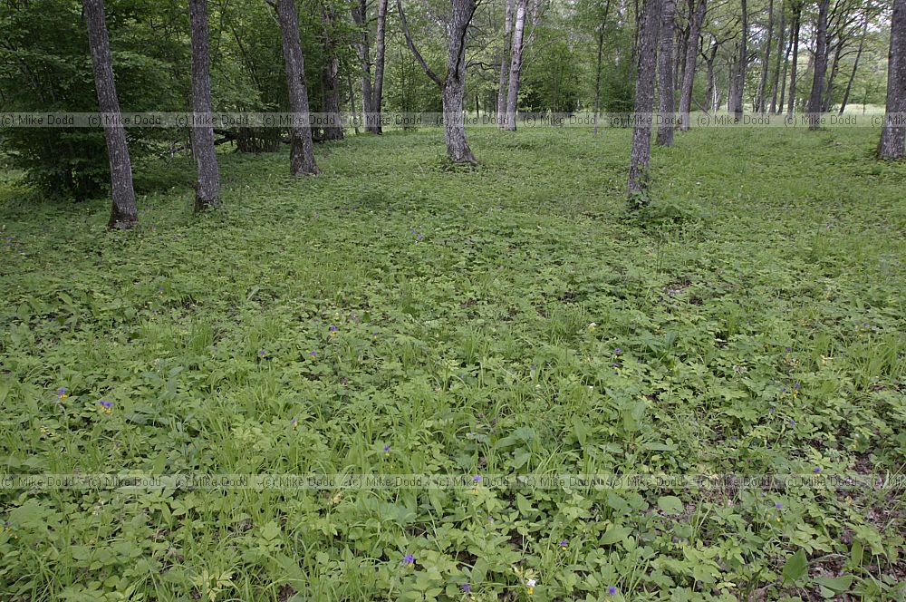 wooded meadow