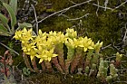 Sedum (check which species)