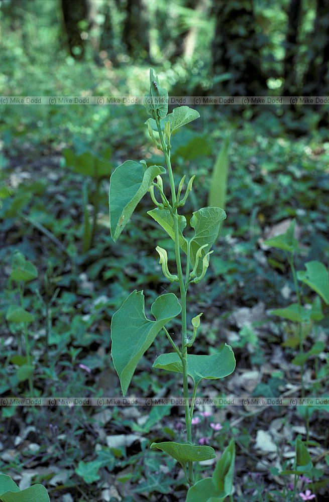 Aristolochia clematitis