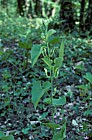Aristolochia clematitis