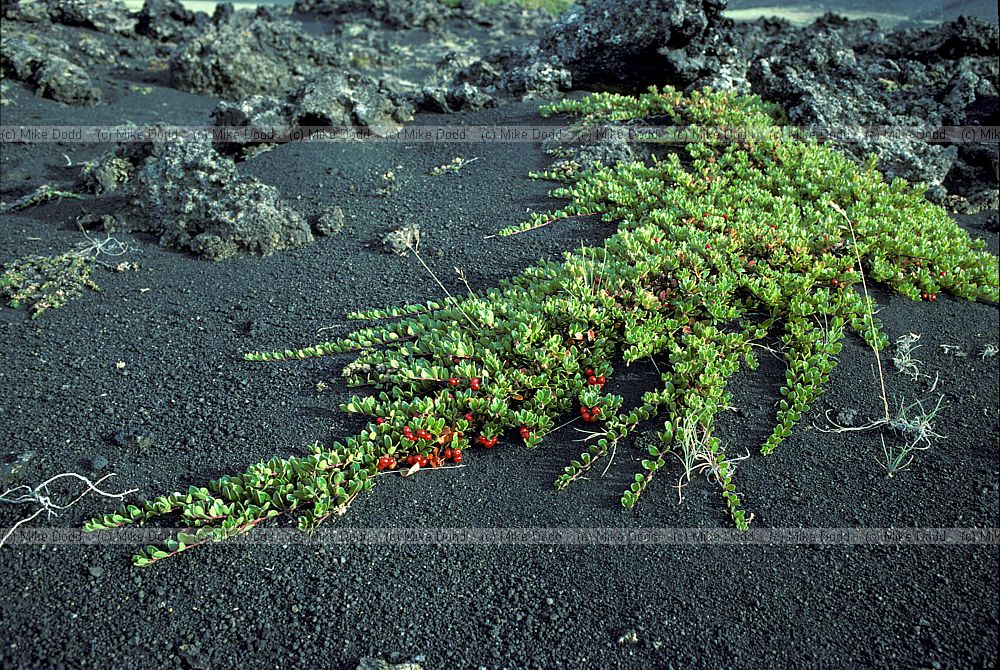 Arctostaphylos uva-ursi Bearberry