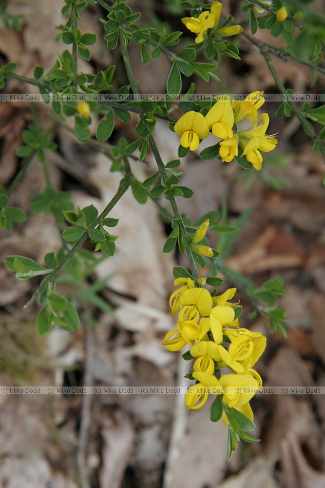 Broom but which species as its hairy and flowers are smaller than usual and in pairs