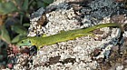 Green lizard
