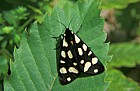 Tiger moth near Roccalberti