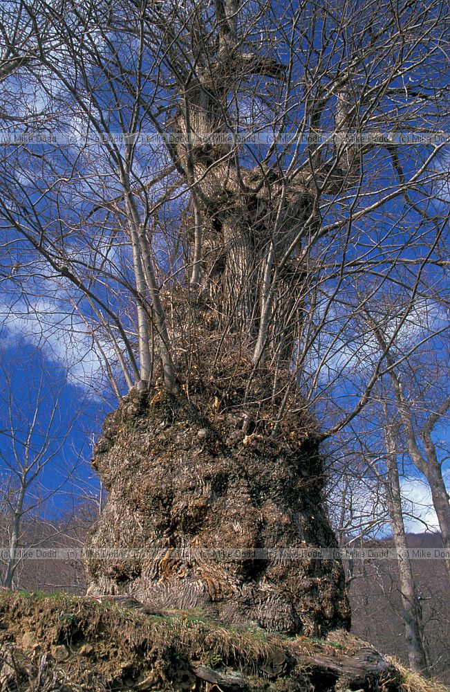 Chestnut tree Roggio