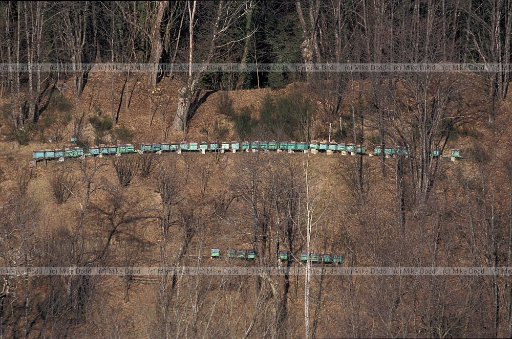 Beehives at Roccalberti