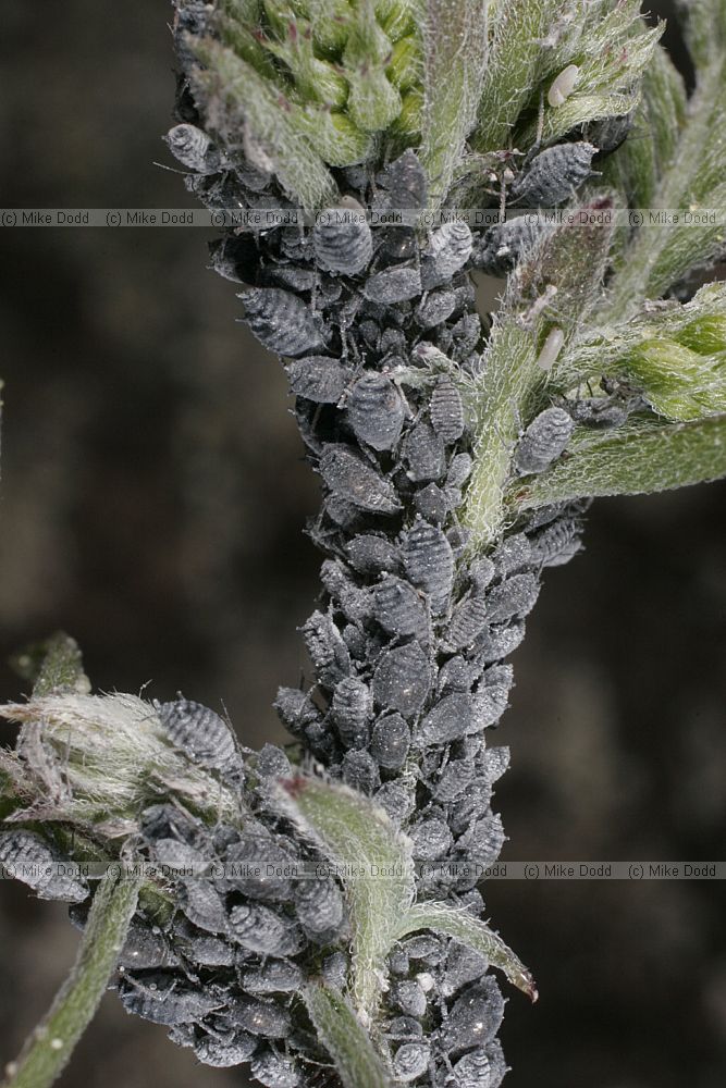 Aphids