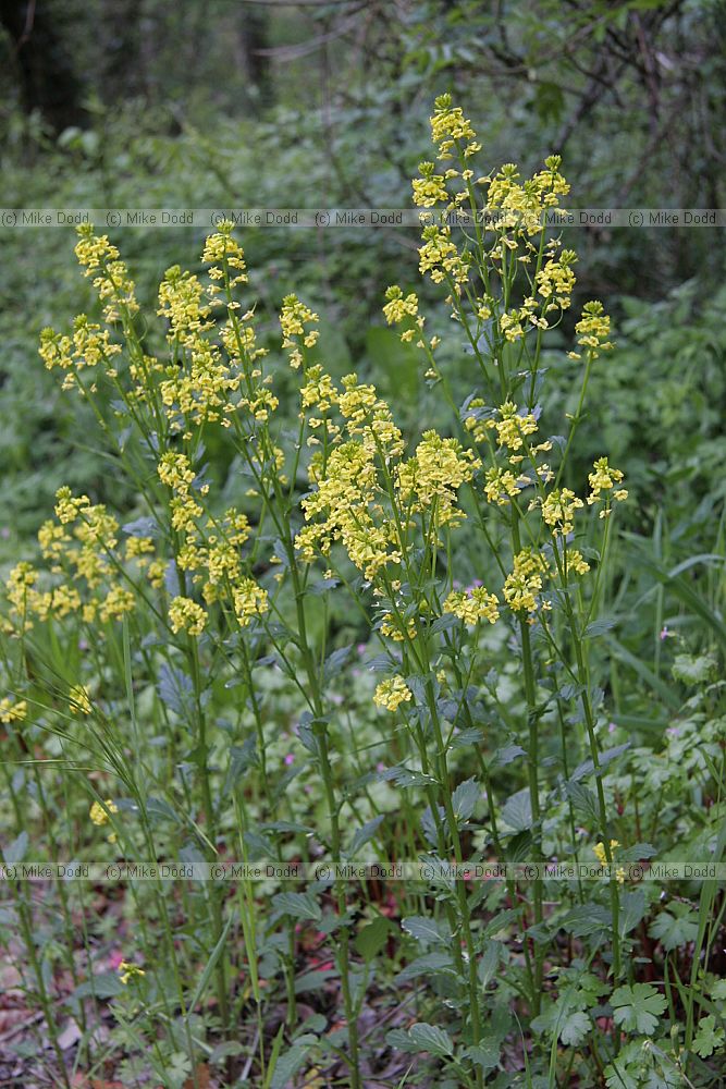 Barbarea vulgaris Common Wintercress (probably)