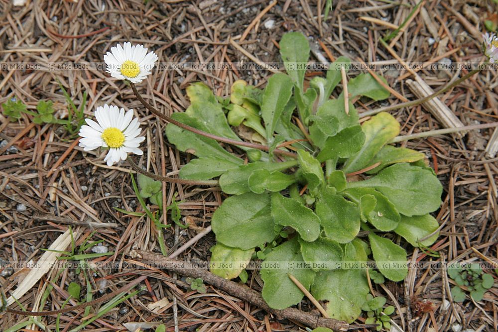 Bellis perennis Daisy