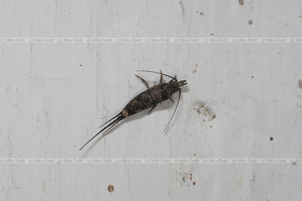 order Thysanura Bristletail