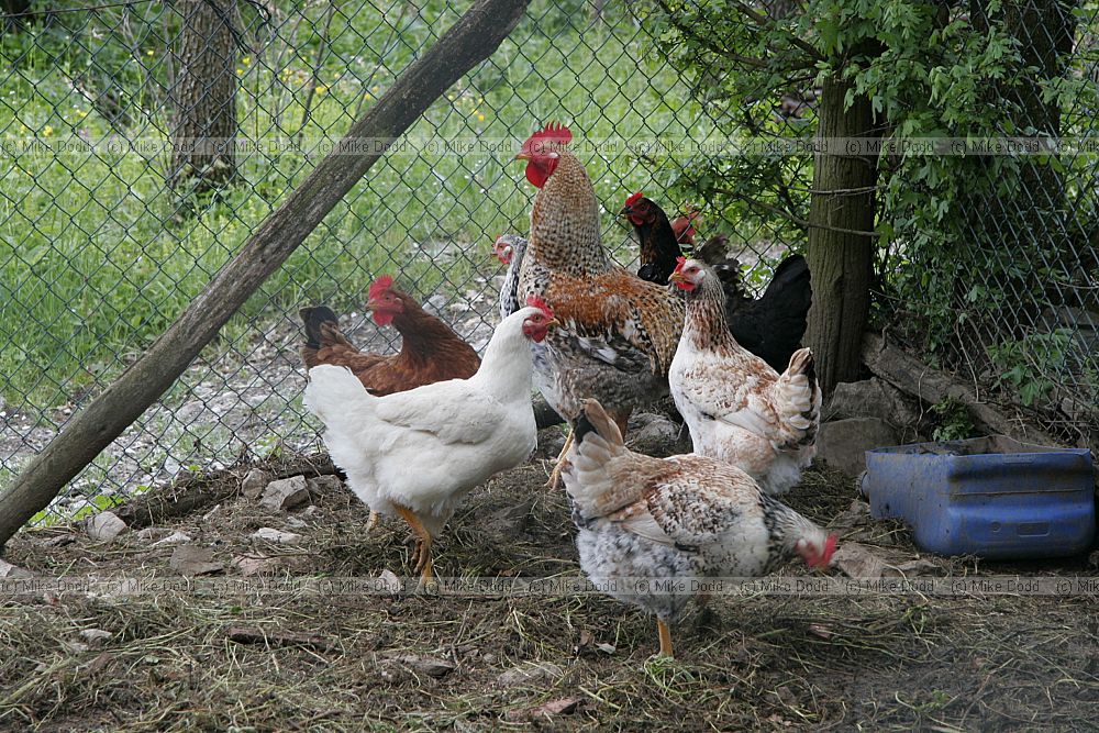 Chickens