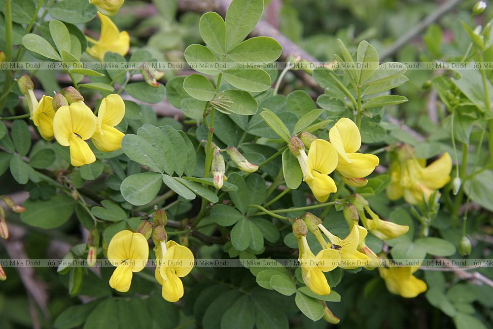 Colutea arborescens Bladder Senna