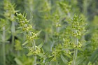 Cruciata laevipes Crosswort
